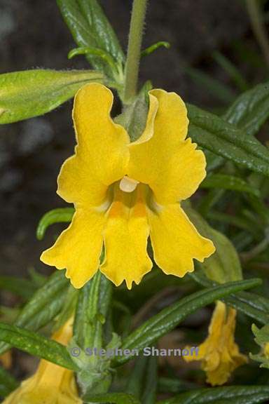 mimulus auranticus var pubescens graphic